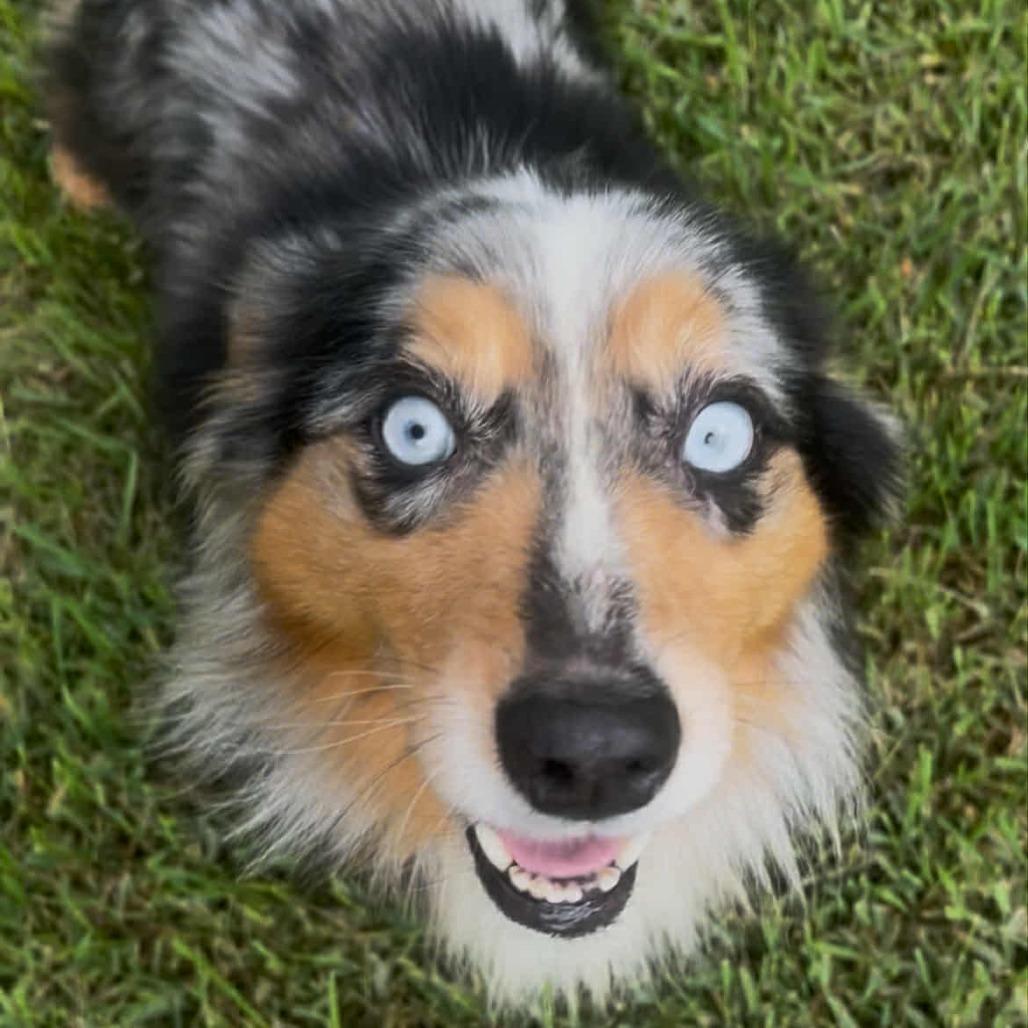 Sadie2 (AWAITING TRANSFER), a Adoptable mixed breed in Ada, MN image 2/3