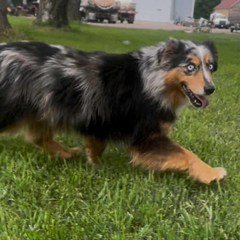 Sadie2 (AWAITING TRANSFER), a Adoptable mixed breed in Ada, MN image 3/3