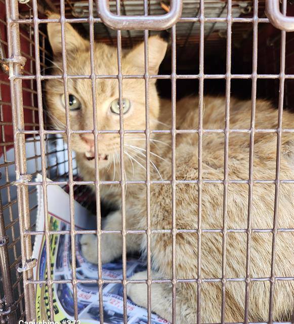 Enlarge RED, a Adoptable Domestic Short Hair in San Antonio, TX image 1/1