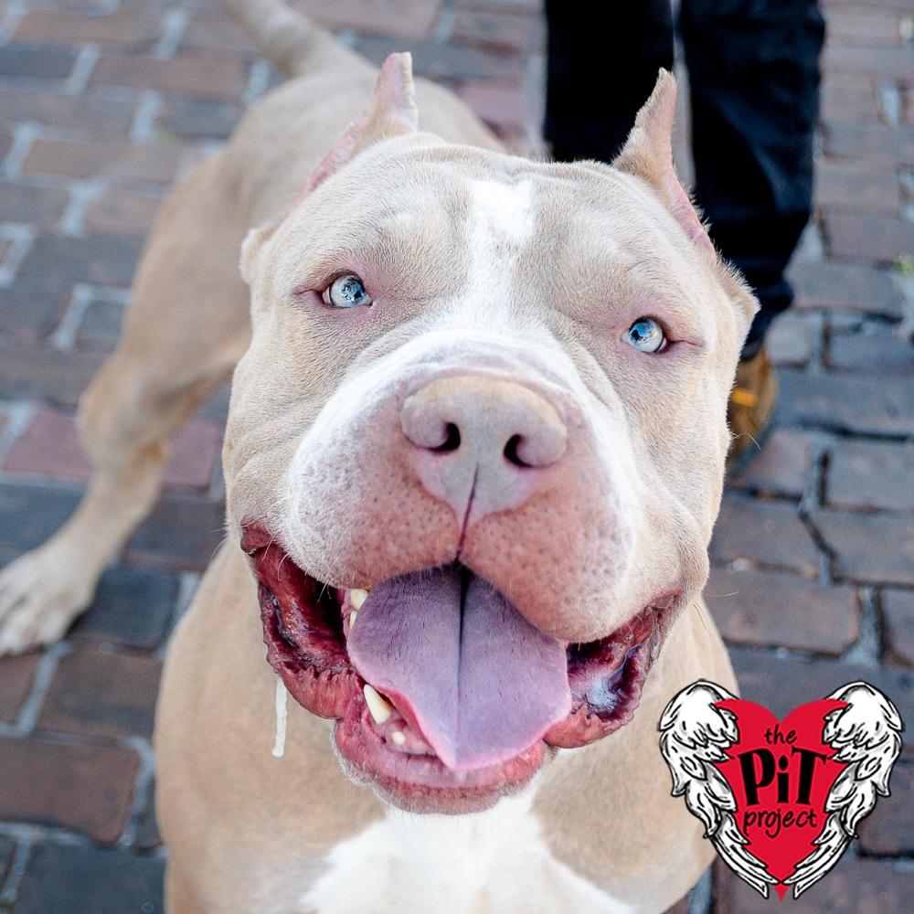 Khaza, Adopted, Adult Male Mastiff & Pit Bull Terrier.