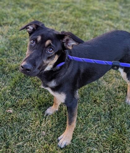 Enlarge Cleo, a Adoptable mixed breed in Portola, CA image 1/3