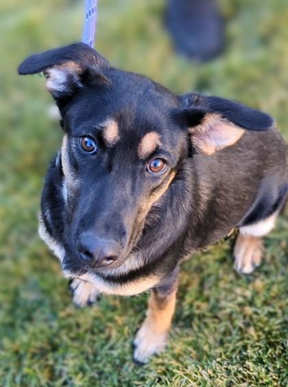 Enlarge Cleo, a Adoptable mixed breed in Portola, CA image 2/3