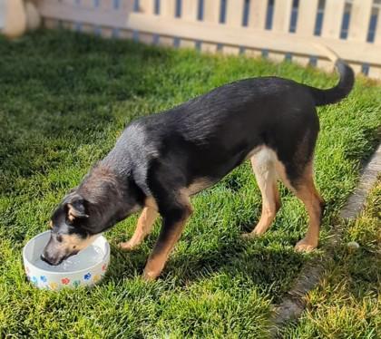 Enlarge Cleo, a Adoptable mixed breed in Portola, CA image 3/3