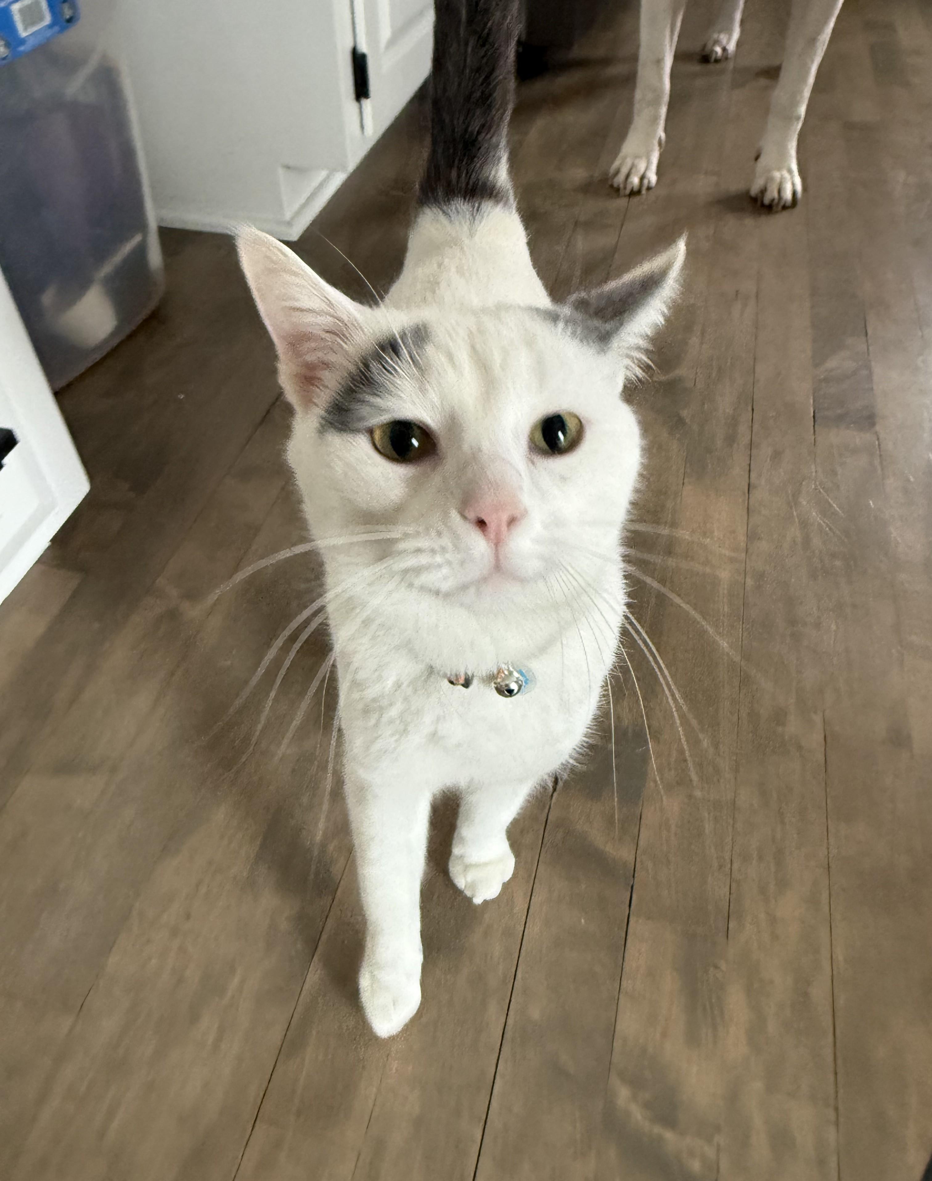Enlarge Yuki, a ADOPTABLE Domestic Short Hair in Minneapolis, MN image 2/6