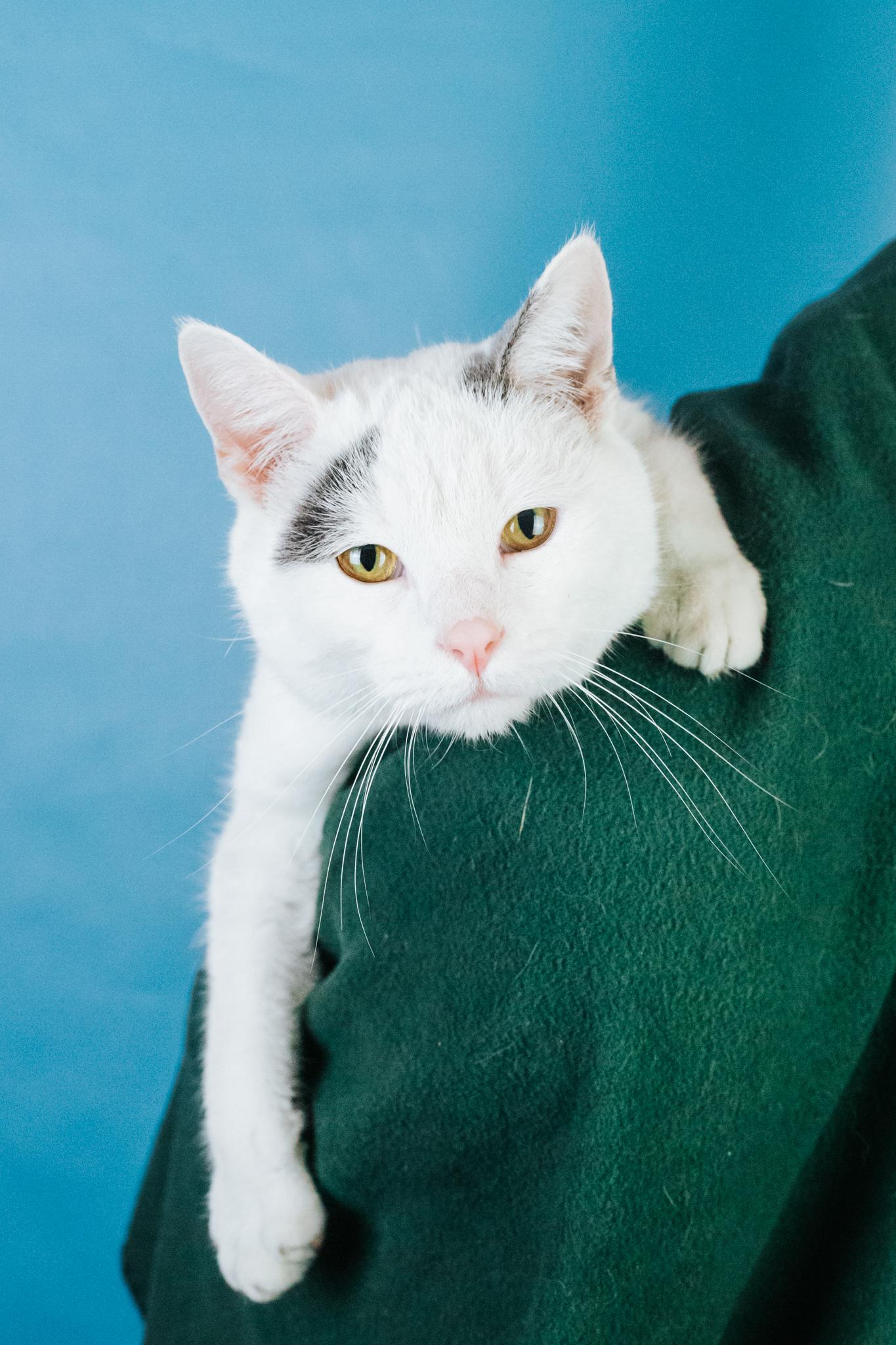 Enlarge Yuki, a ADOPTABLE Domestic Short Hair in Minneapolis, MN image 6/6