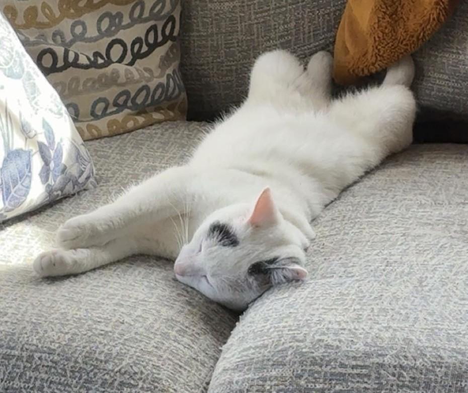 Enlarge Yuki, a ADOPTABLE Domestic Short Hair in Minneapolis, MN image 4/6