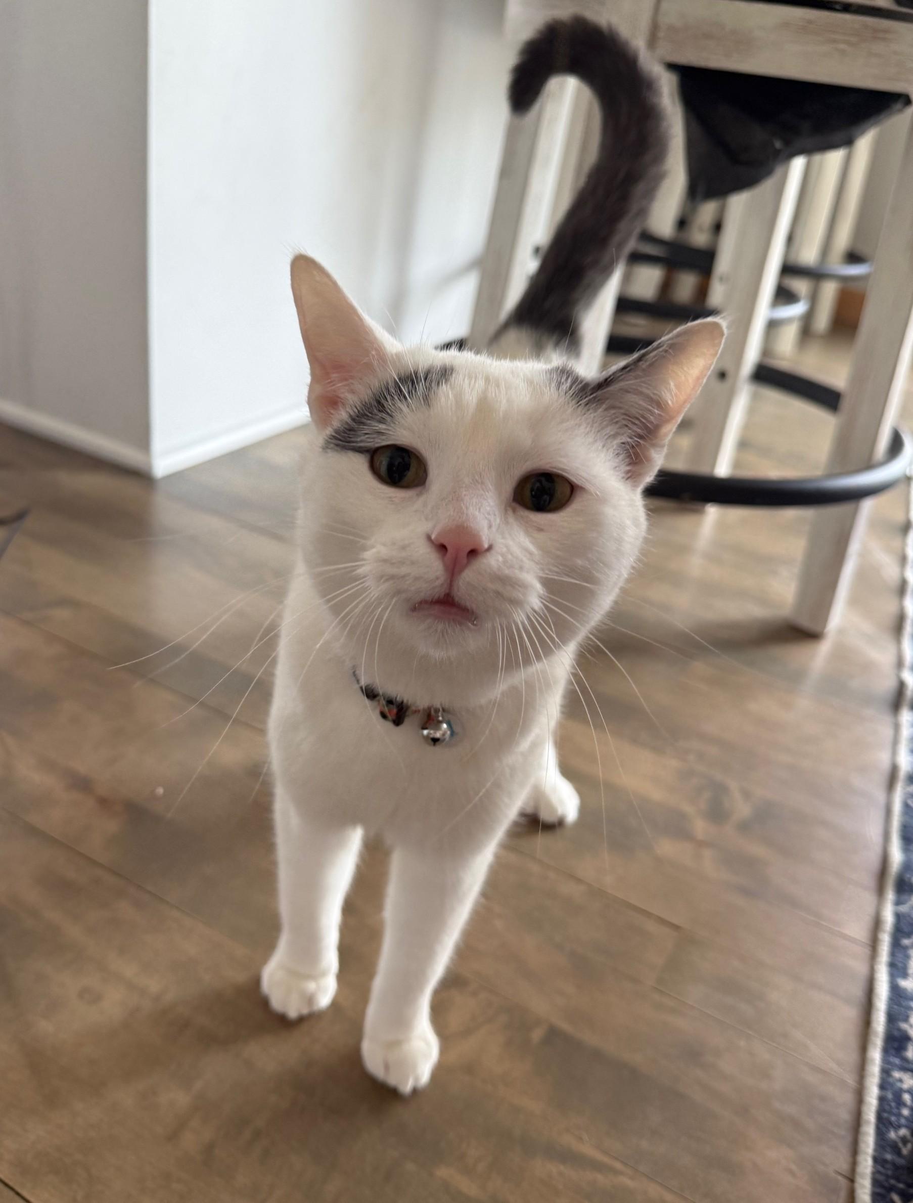 Yuki, ADOPTABLE, Young Male Domestic Short Hair.