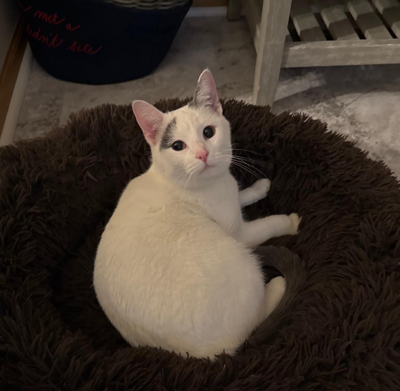 Enlarge Yuki, a ADOPTABLE Domestic Short Hair in Minneapolis, MN image 3/6