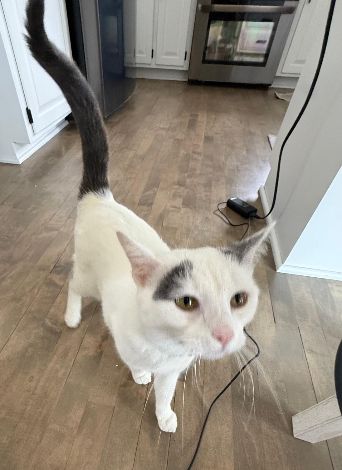 Enlarge Yuki, a ADOPTABLE Domestic Short Hair in Minneapolis, MN image 5/6