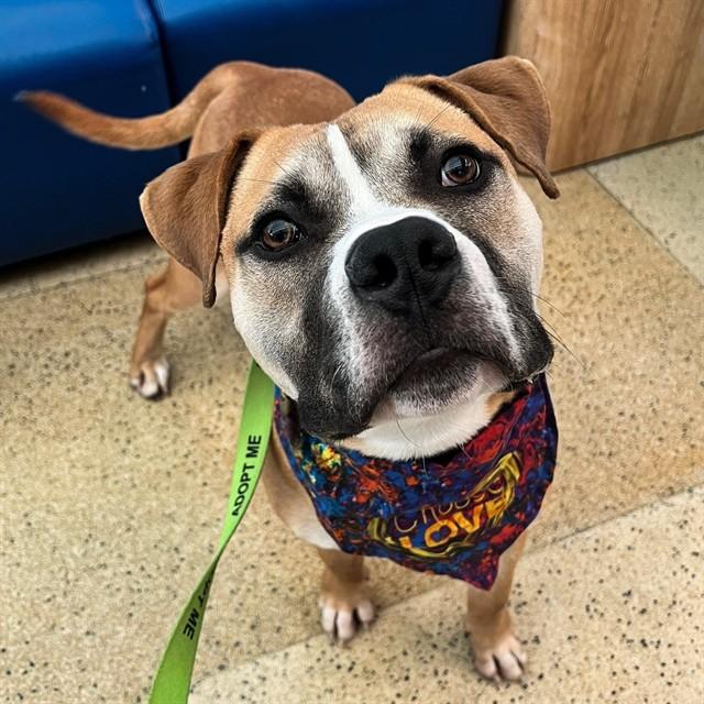 Enlarge GOBLIN, a Adoptable mixed breed in Saint Louis, MO image 1/1