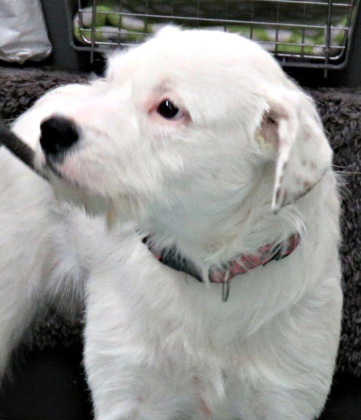 Enlarge Paintball, an adopted mixed breed in Lexington, VA image 2/3