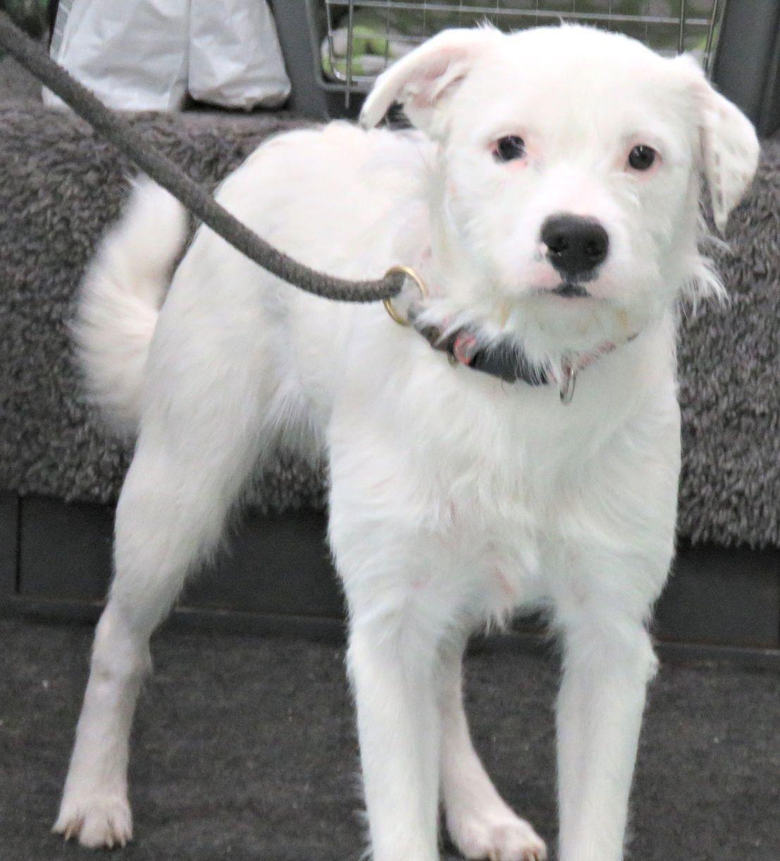 Enlarge Paintball, an adopted mixed breed in Lexington, VA image 1/3