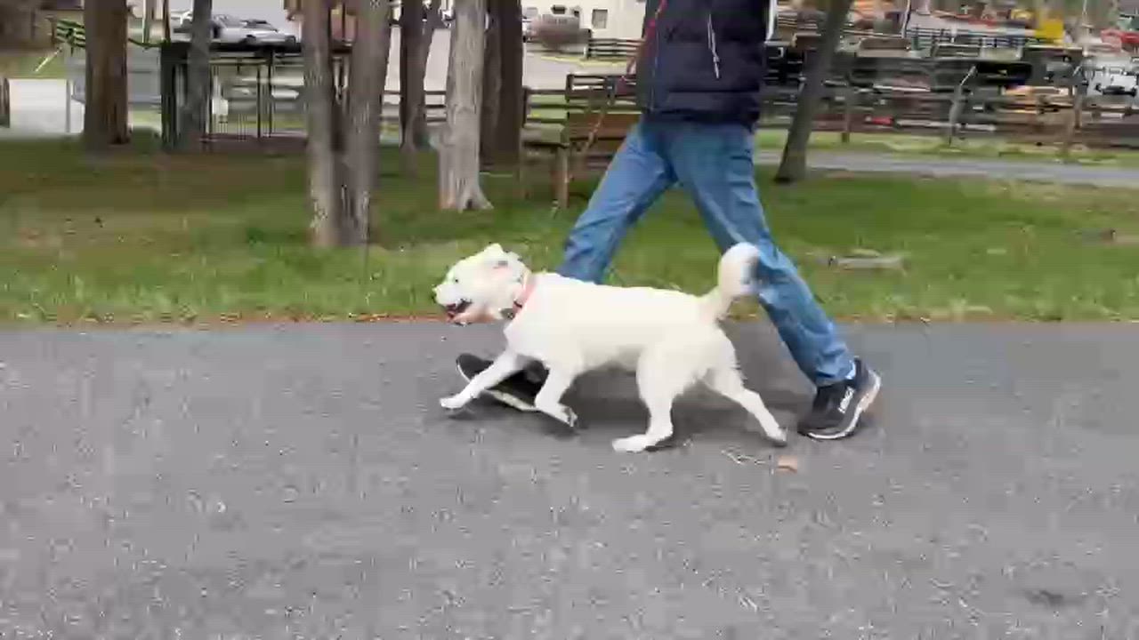 Enlarge Paintball, an adopted mixed breed in Lexington, VA video 3/3