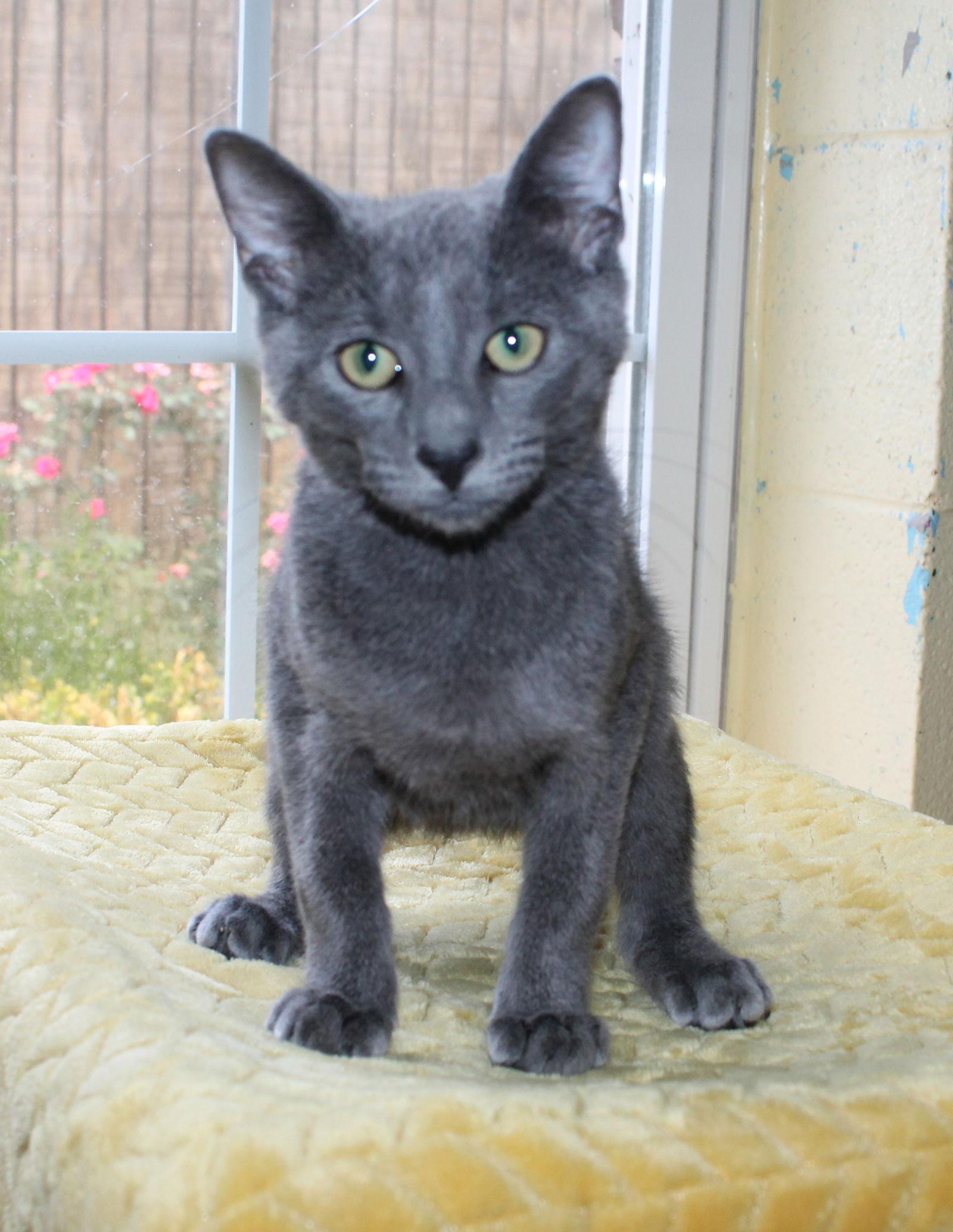 Smut - 42045, Adopted, Young Male Domestic Short Hair.