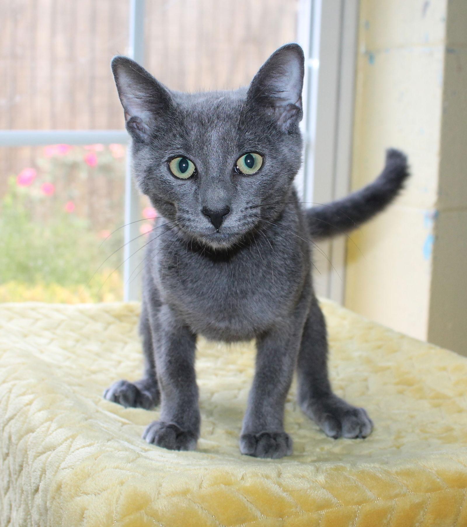 Enlarge Smut - 42045, a Adopted Domestic Short Hair in Prattville, AL image 2/2