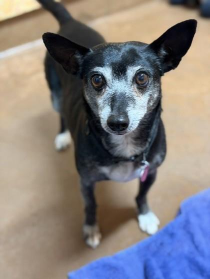 Smoky, ADOPTABLE, Senior Male Mixed Breed.