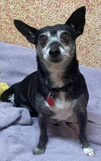 Enlarge Smoky, a ADOPTABLE Mixed Breed in Stanwood, WA image 2/2