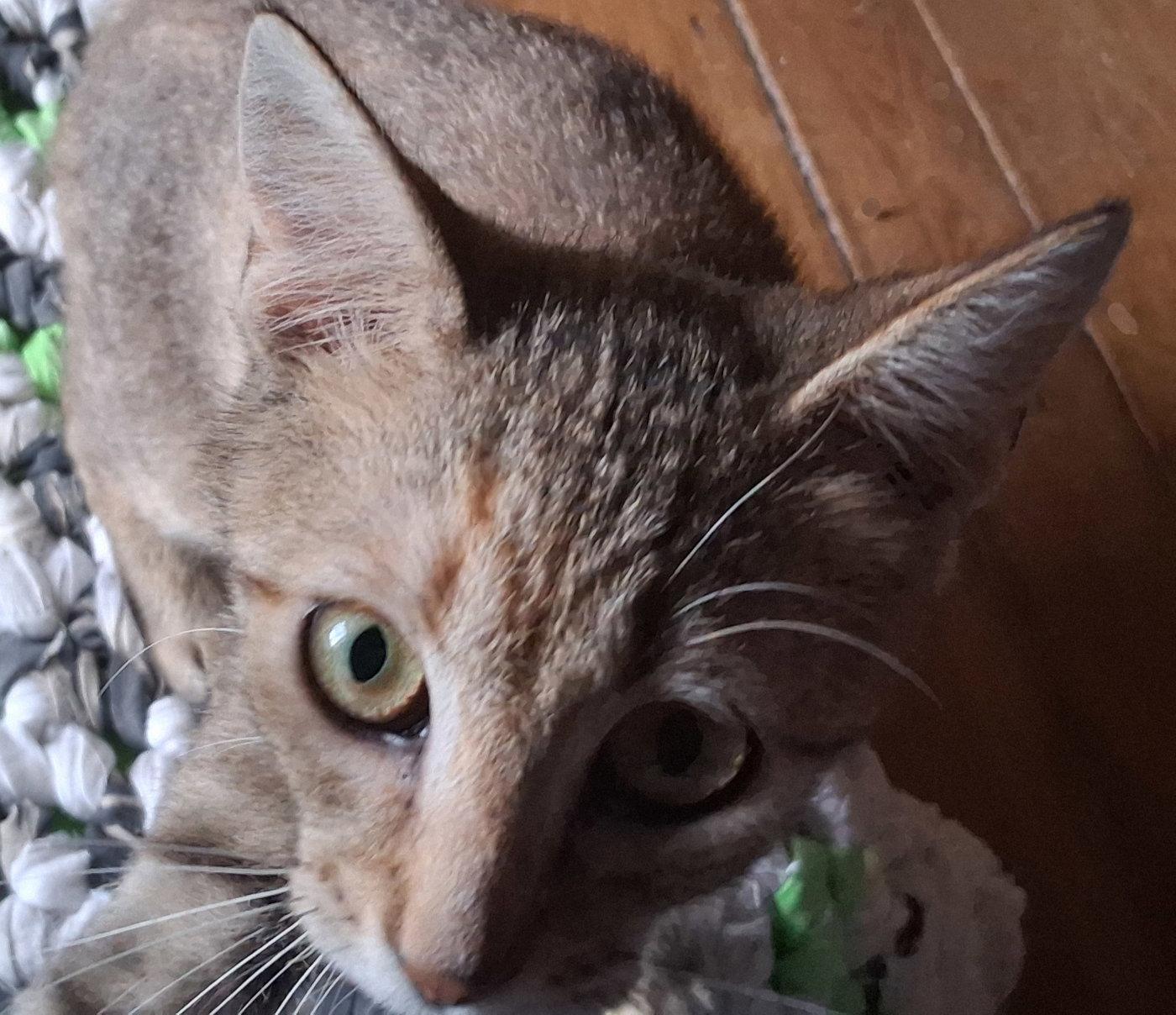 Kennedy, Adoptable, Kitten Female Domestic Short Hair.