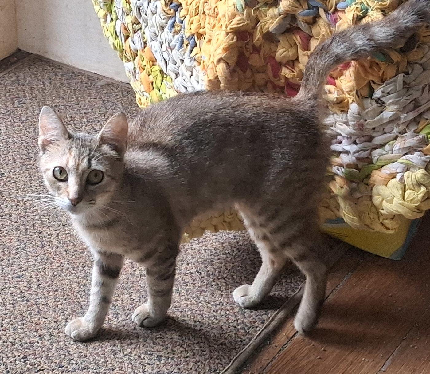 Kennedy, Adoptable, Kitten Female Domestic Short Hair.