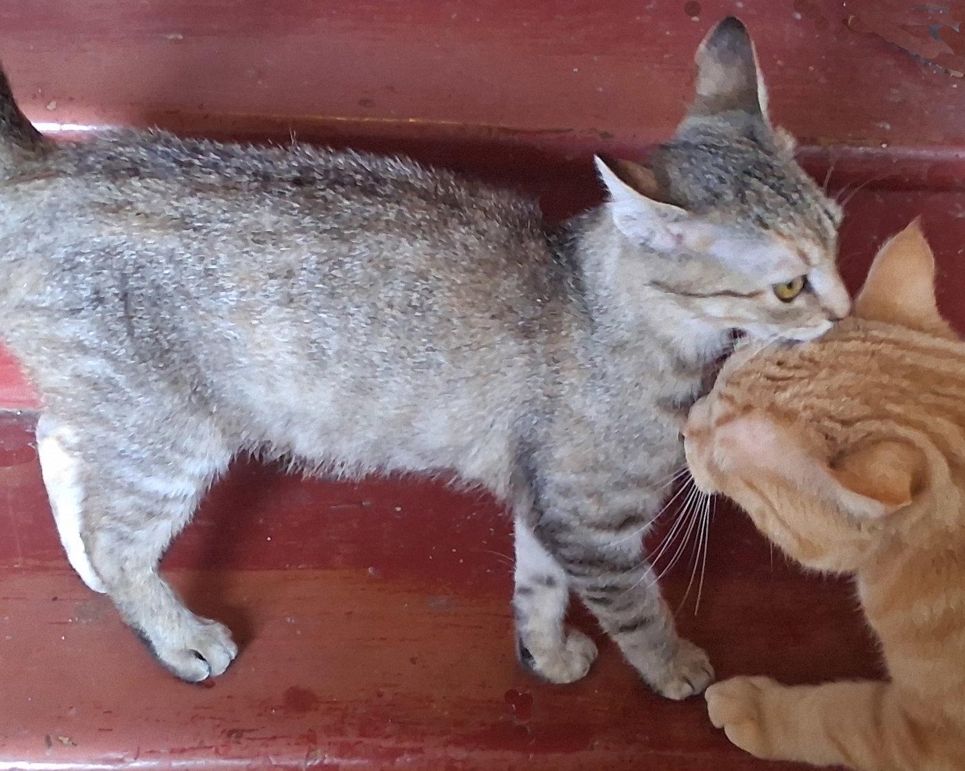 Enlarge Kennedy, a Adoptable Domestic Short Hair in Mcconnelsville, OH image 3/3