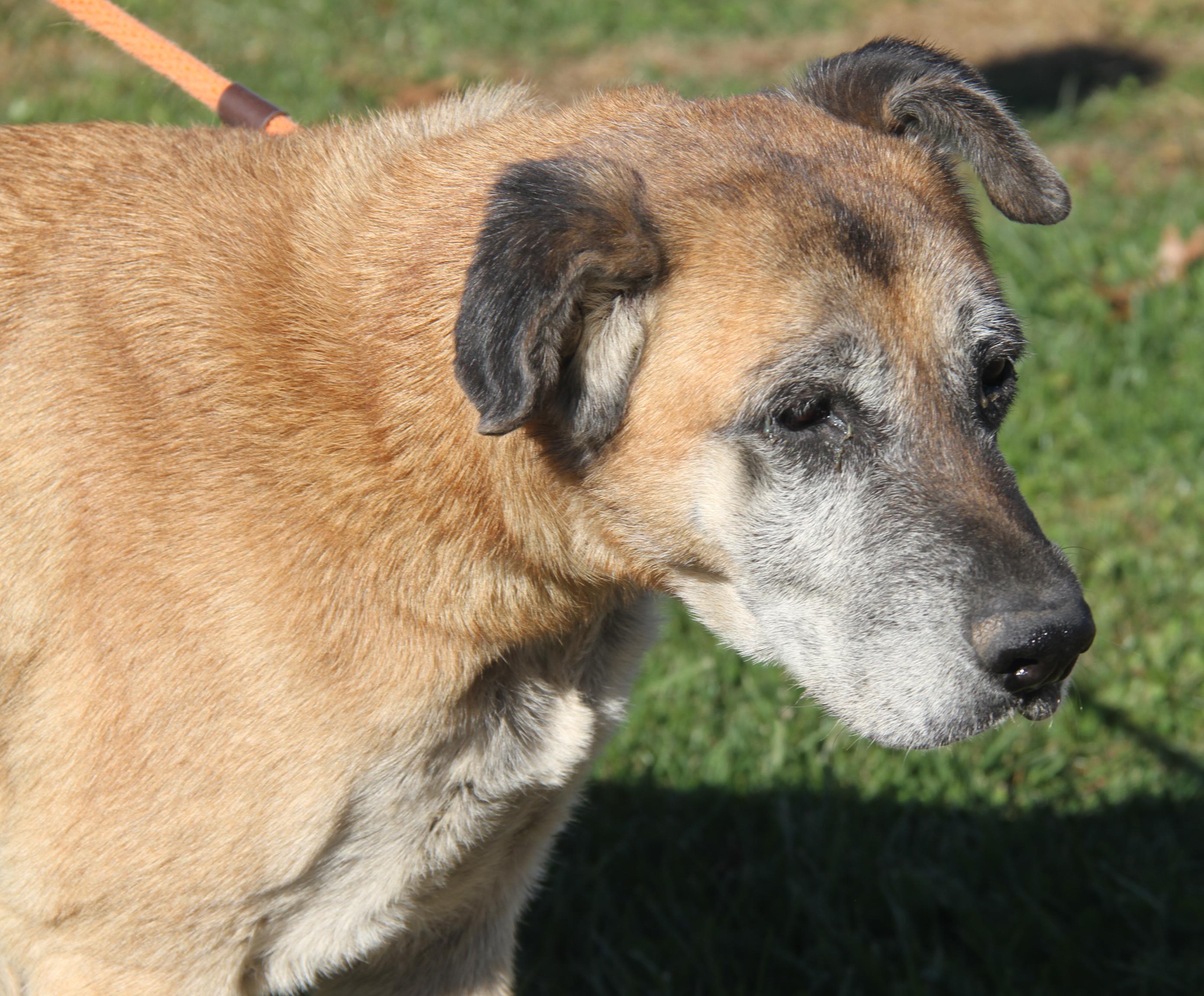 Shetland (Photos 10/28/2025) (In Foster Care: Available for Adoption)