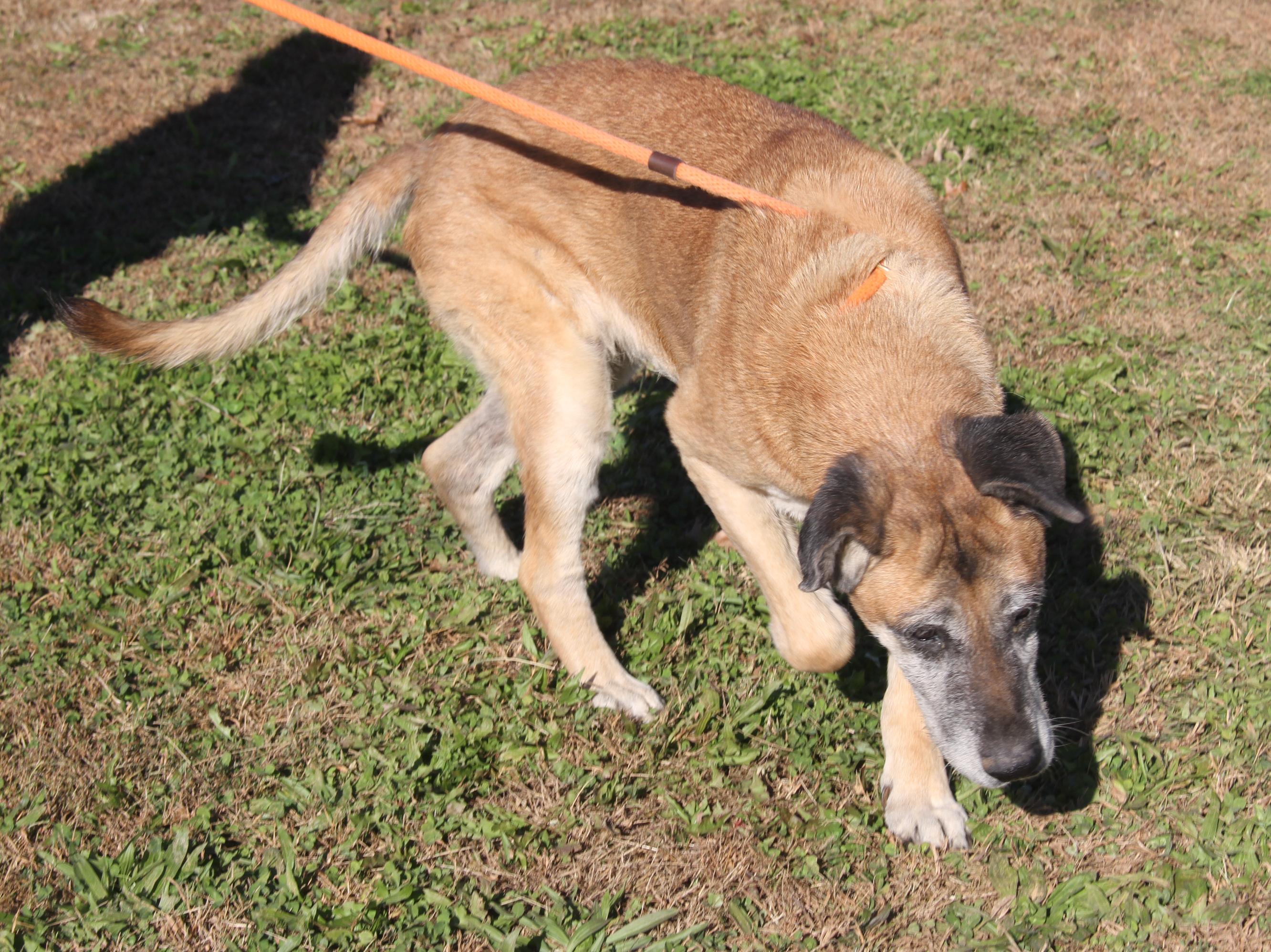 Shetland (Photos 10/28/2025) (In Foster Care: Available for Adoption)