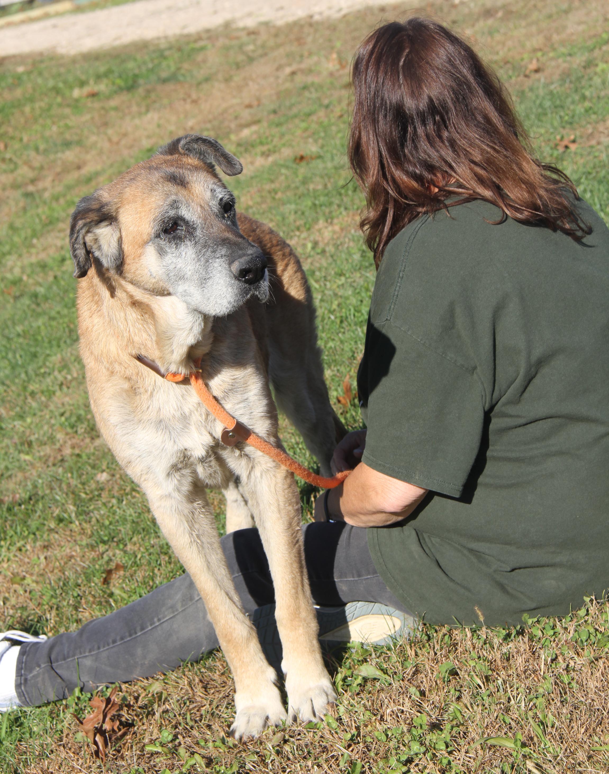 Shetland (Photos 10/28/2025) (In Foster Care: Available for Adoption)