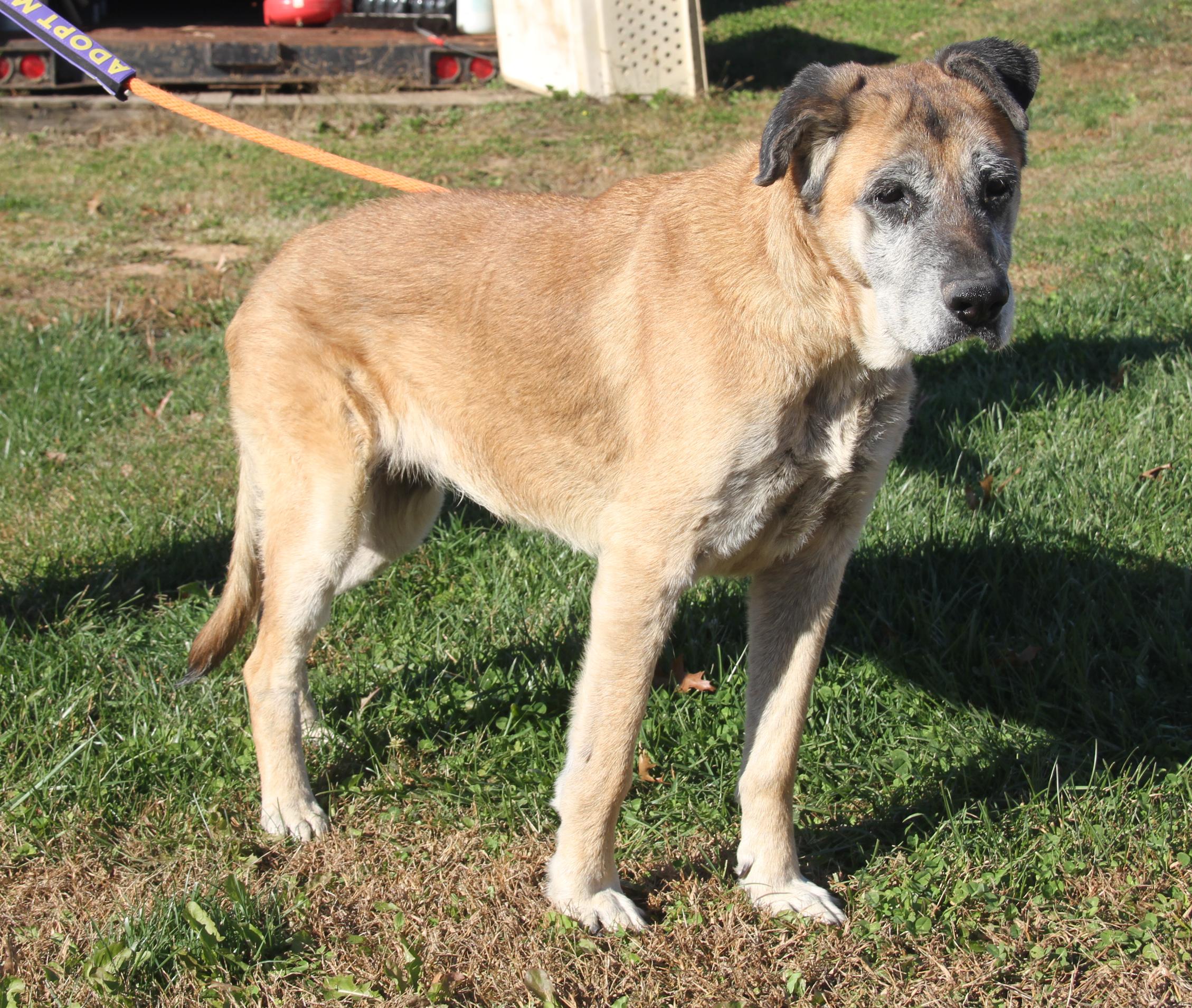 Shetland (Photos 10/28/2025) (In Foster Care: Available for Adoption)