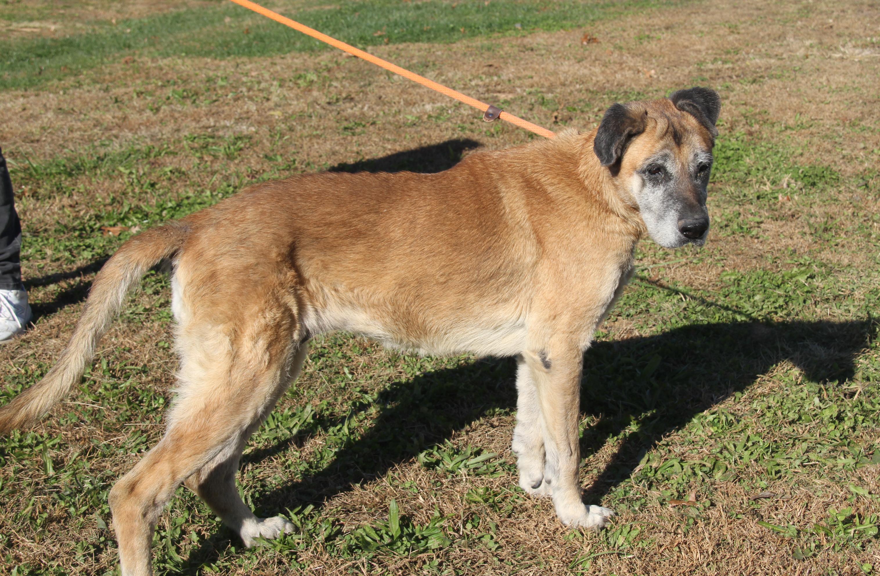 Shetland (Photos 10/28/2025) (In Foster Care: Available for Adoption)