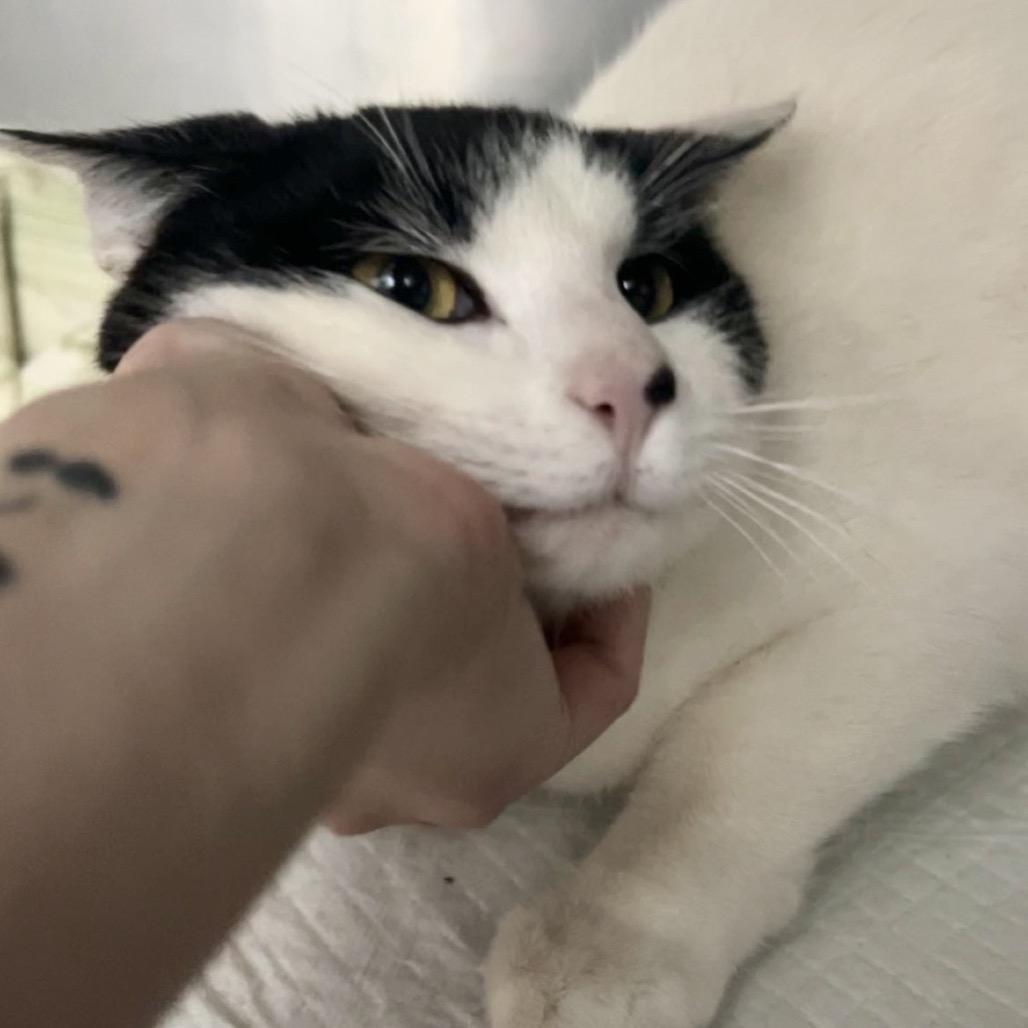 Enlarge Moby, a Adoptable Domestic Short Hair in Manheim, PA image 1/2