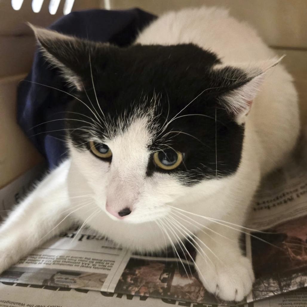 Enlarge Moby, a Adoptable Domestic Short Hair in Manheim, PA image 2/2