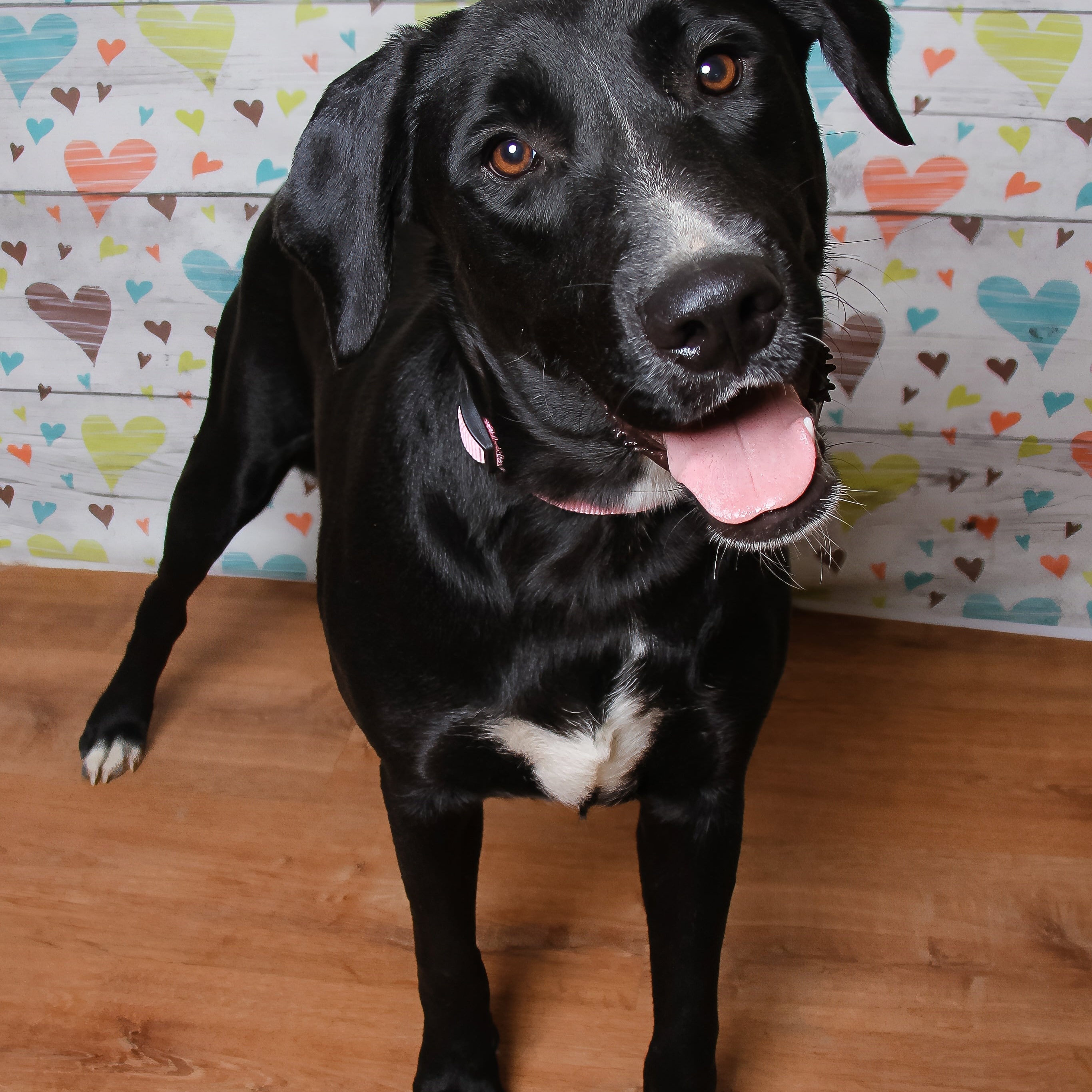 Enlarge Gretel, a Adoptable mixed breed in BRATTLEBORO , VT image 1/4
