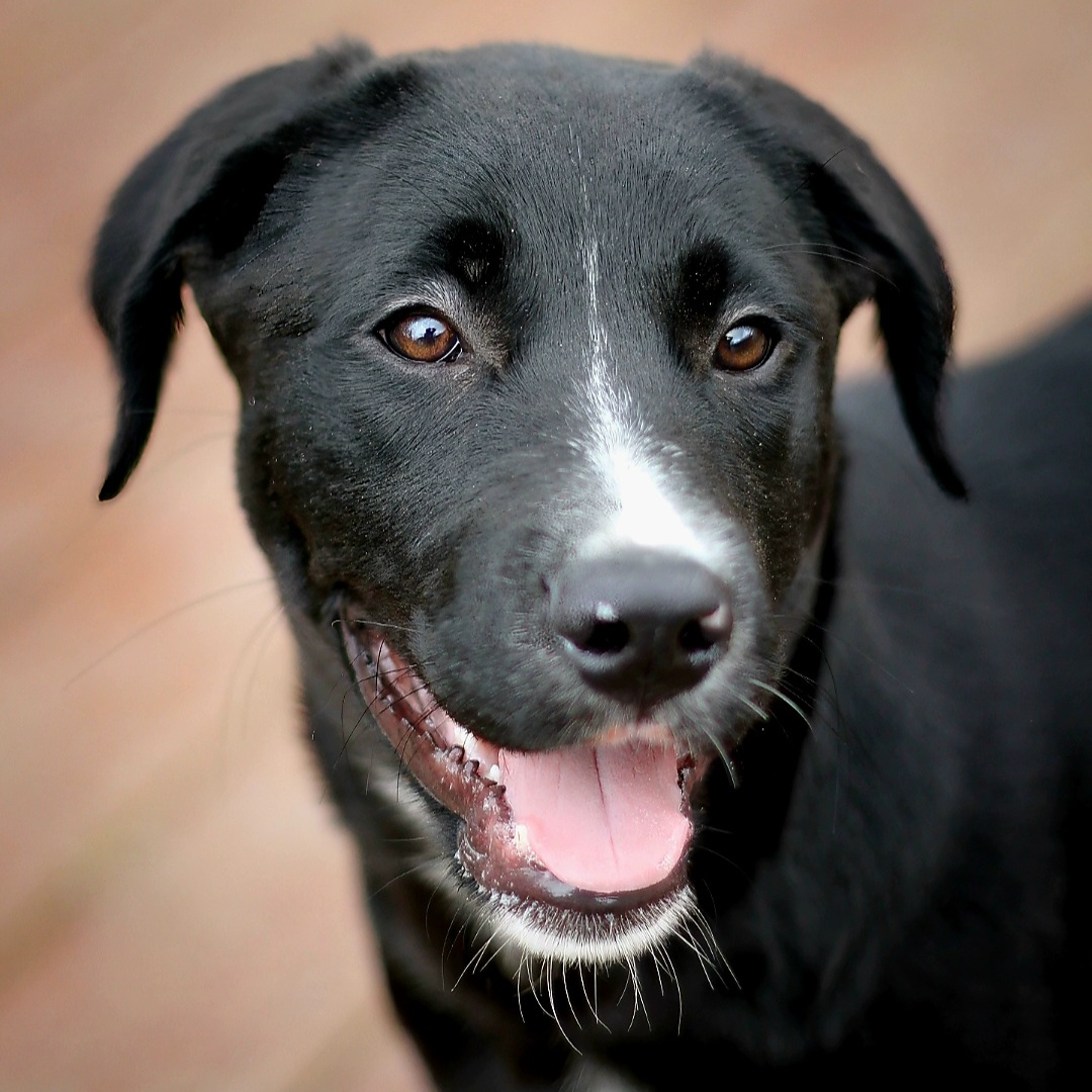 Enlarge Gretel, a Adoptable mixed breed in BRATTLEBORO , VT image 2/4