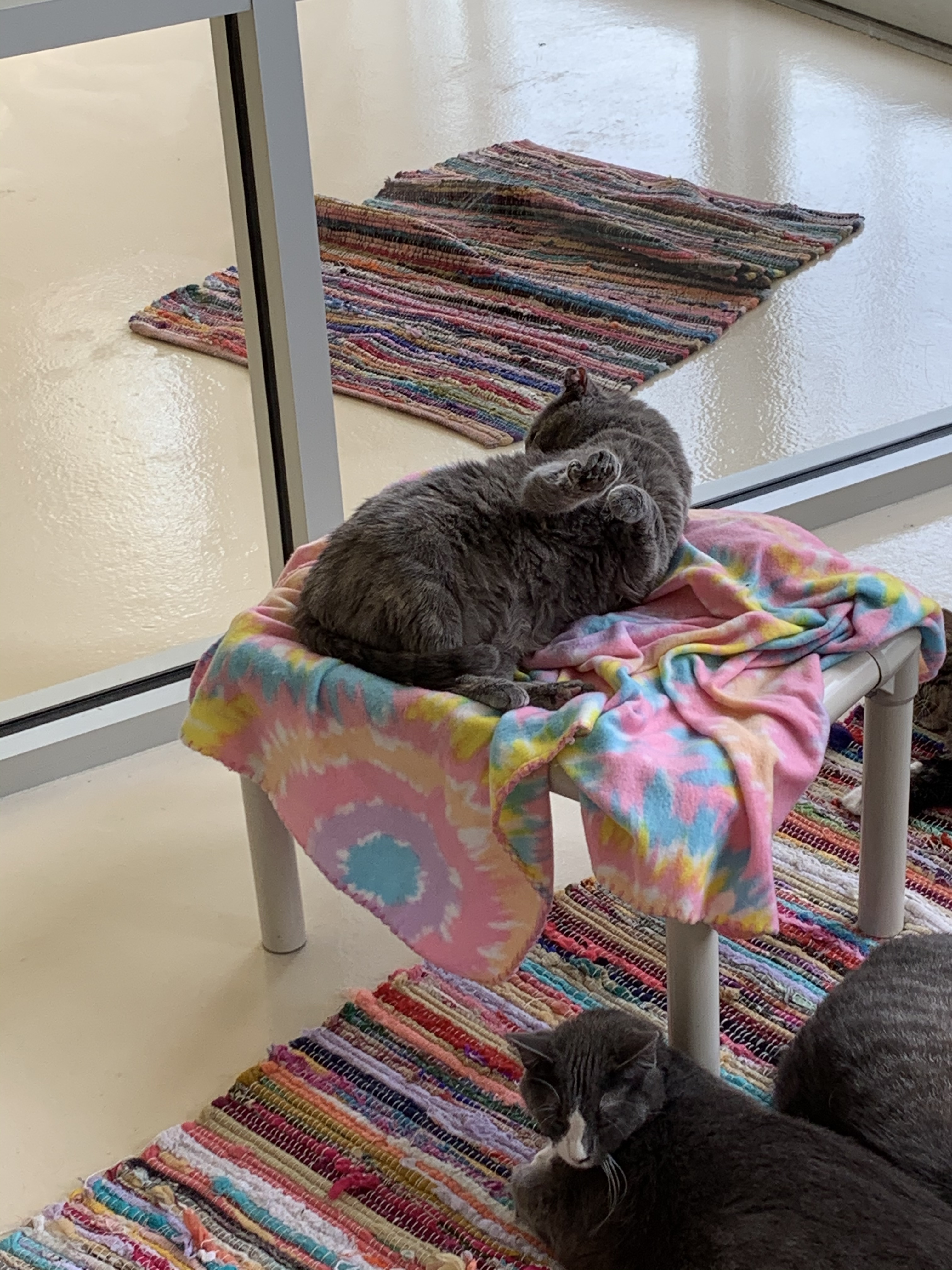 Havana, Adoptable, Adult Female Tortoiseshell.