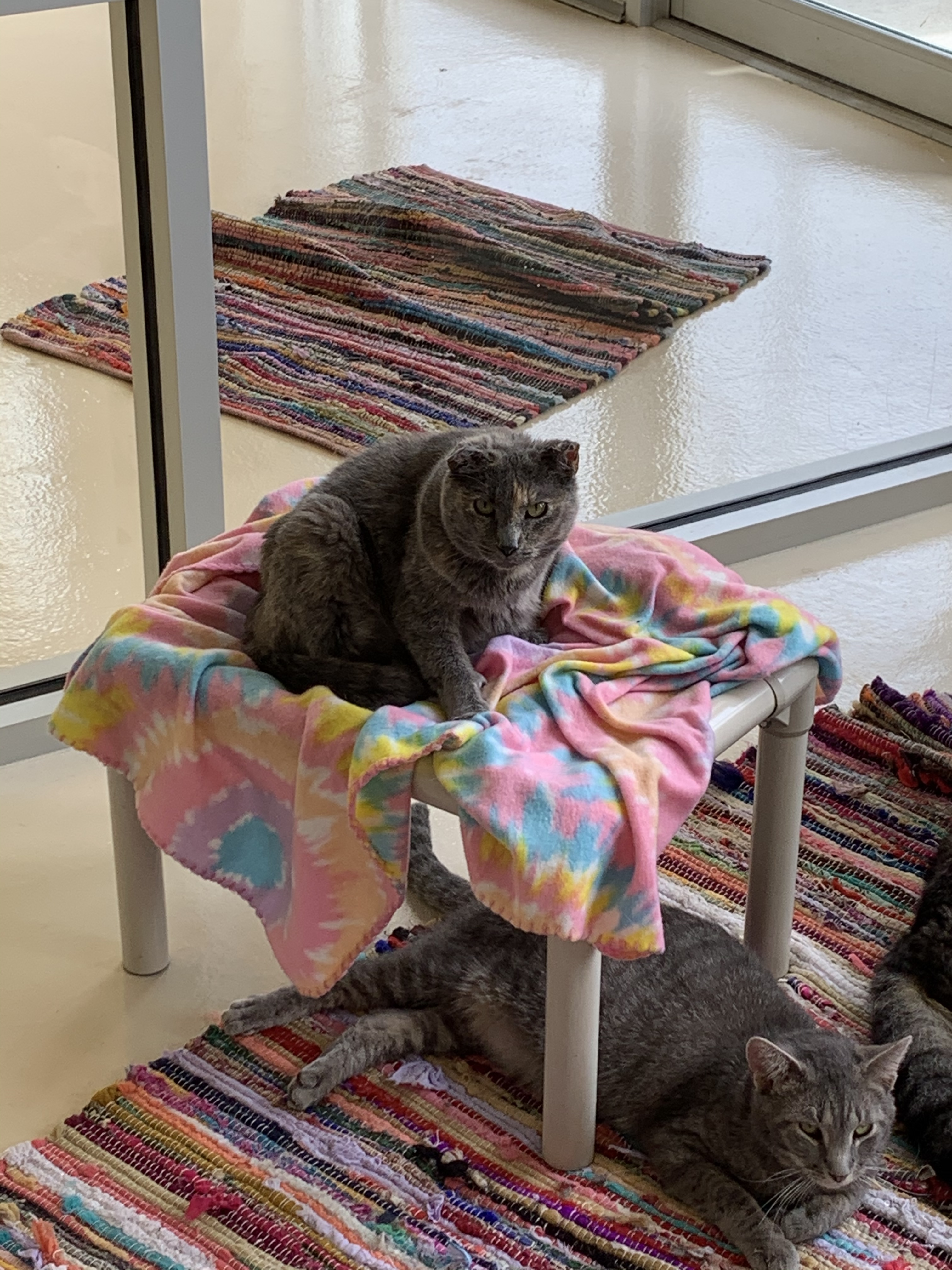 Havana, a Adoptable mixed breed in Keokuk, IA image 2/8