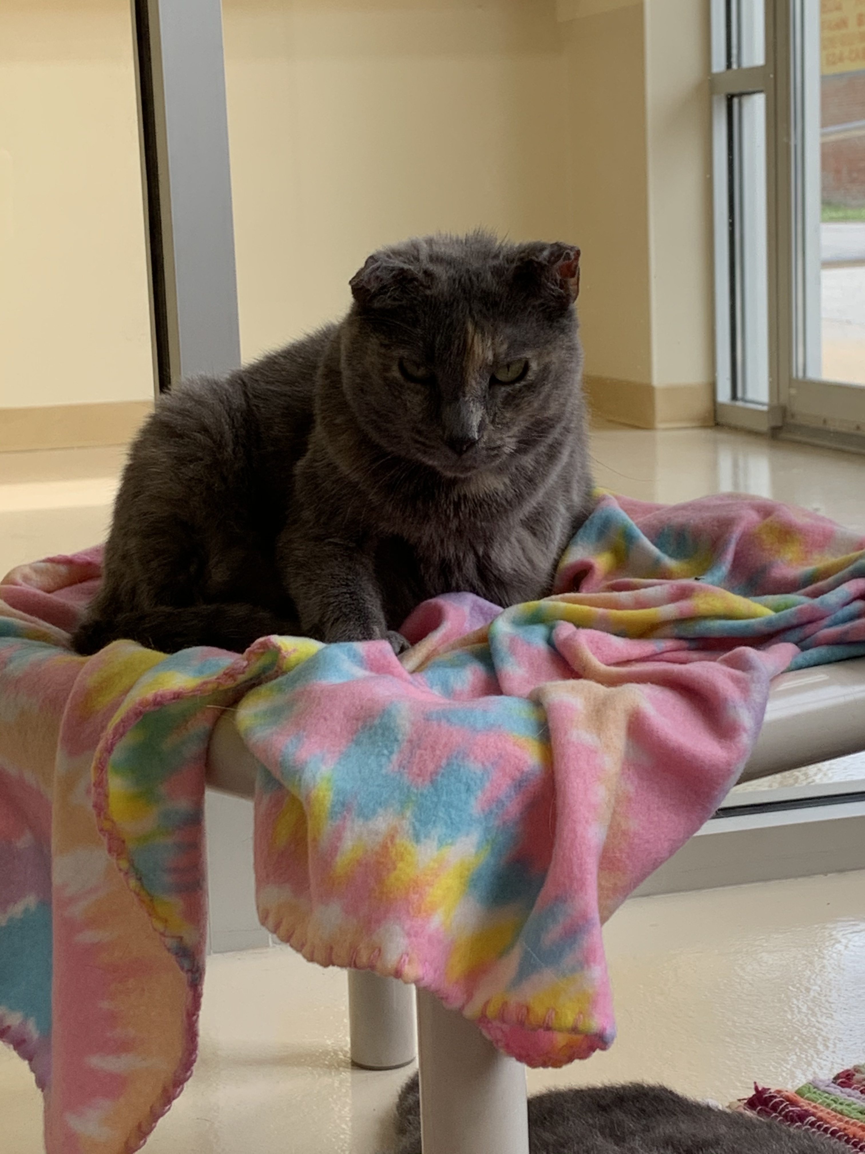 Havana, a Adoptable mixed breed in Keokuk, IA image 3/8