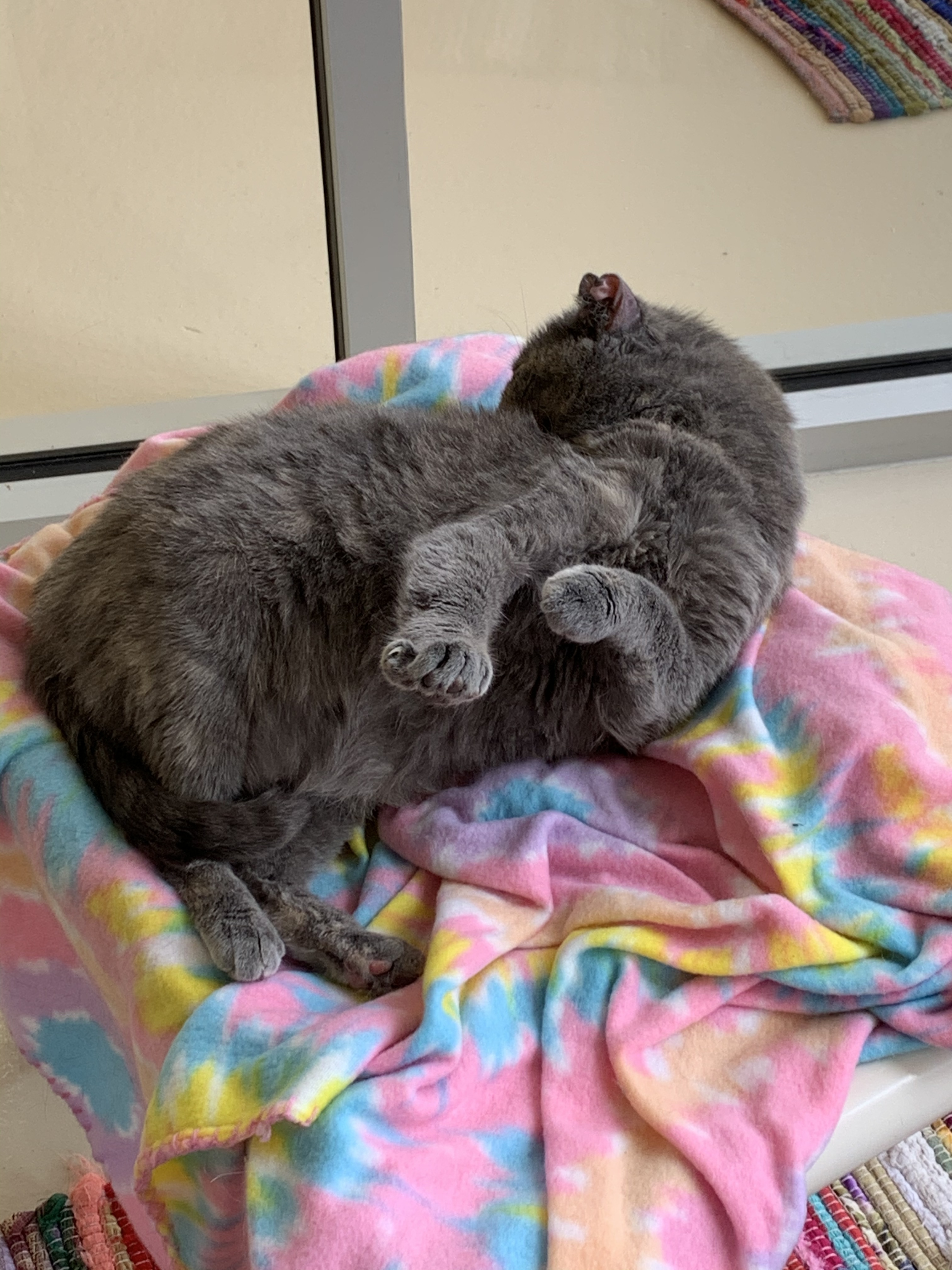 Havana, a Adoptable mixed breed in Keokuk, IA image 4/8