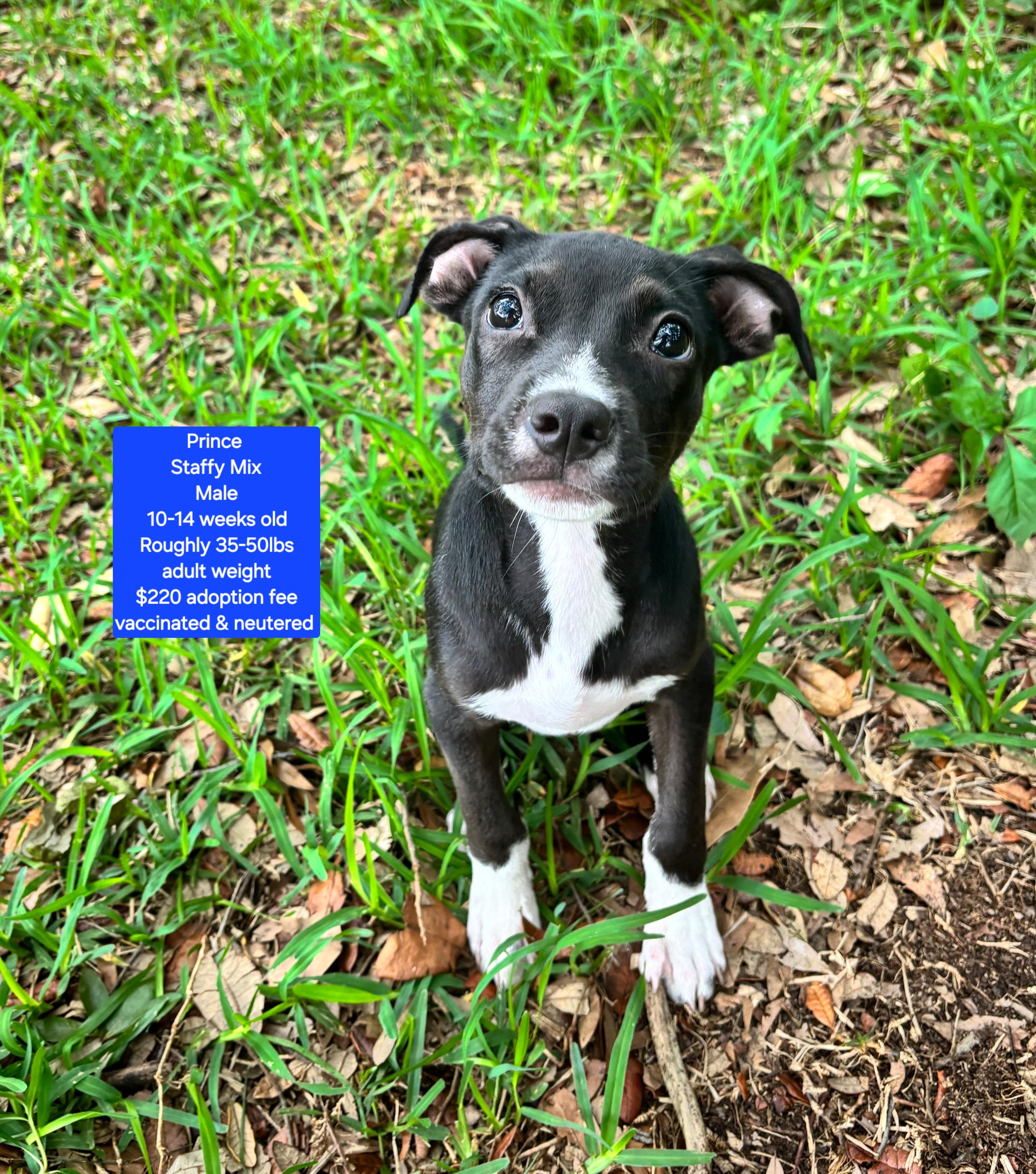 Prince, ADOPTABLE, Puppy Male Staffordshire Bull Terrier.