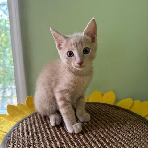 PA - Clementine, Adopted, Kitten Male Maine Coon & Domestic Short Hair.