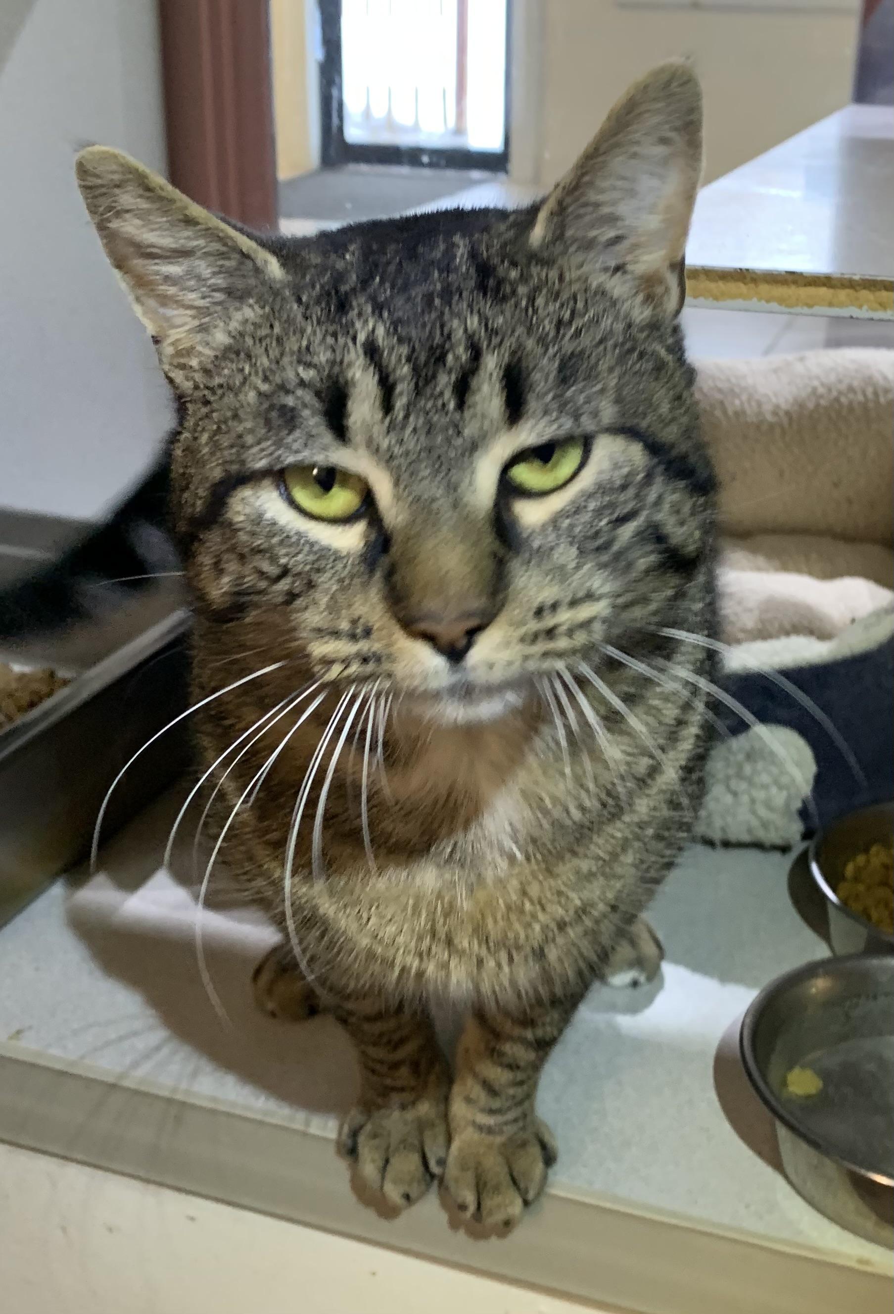 Enlarge Fred, an adopted mixed breed in Massena, NY image 1/2