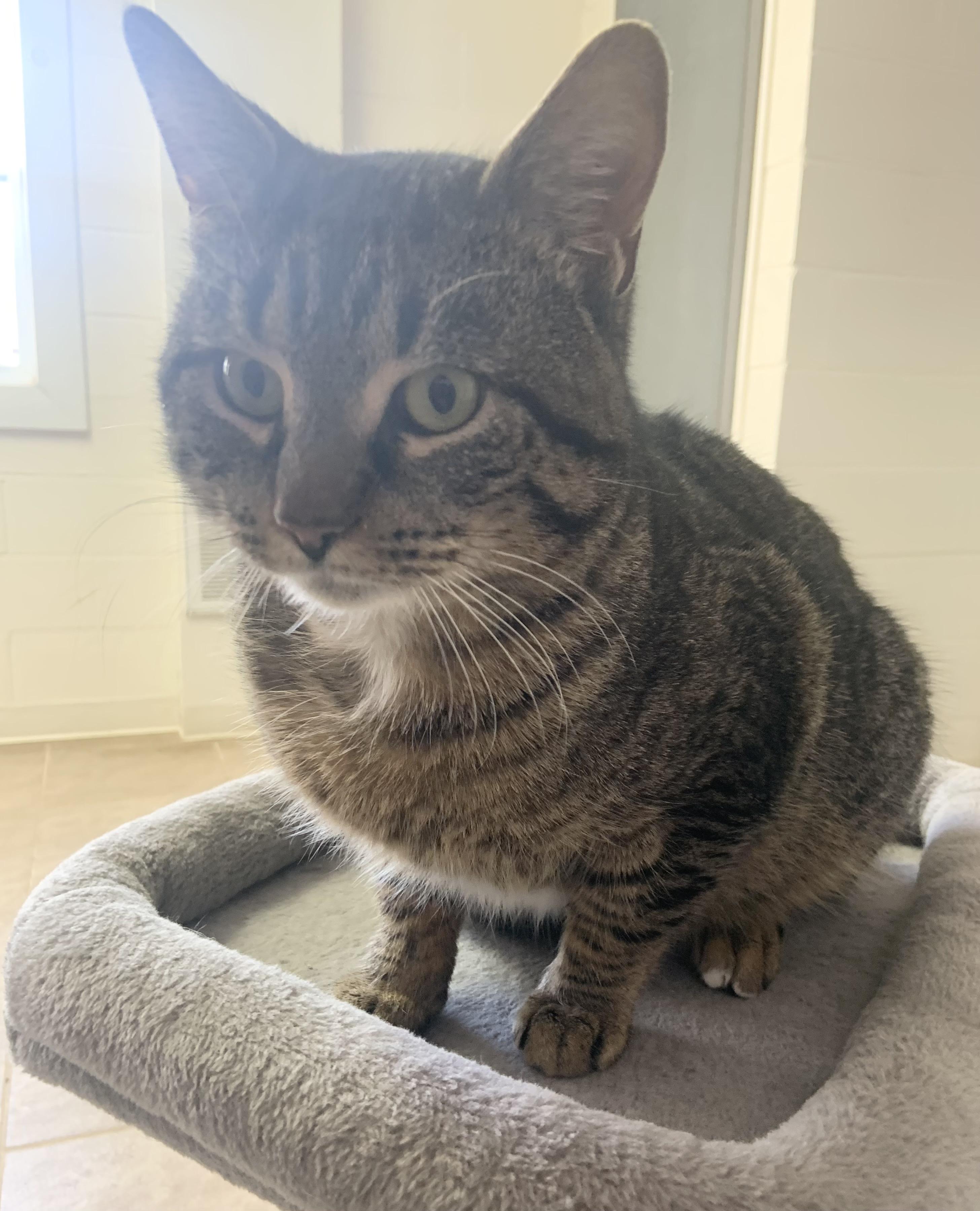 Fred, ADOPTABLE, Adult Male Domestic Short Hair.