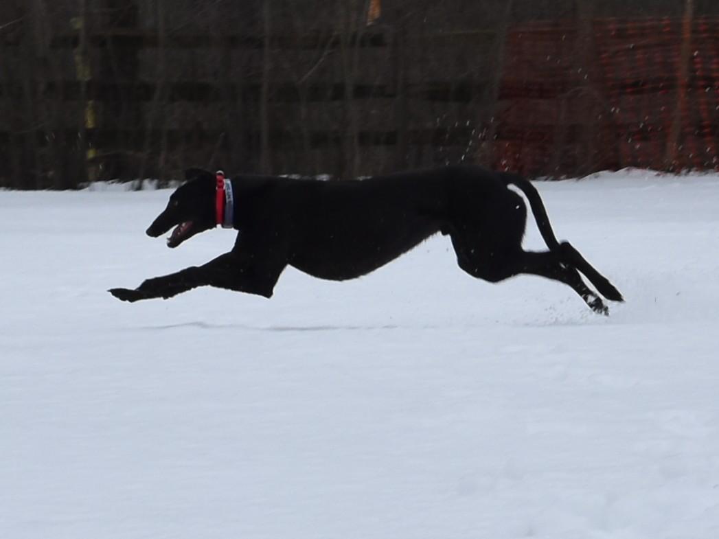 It's My Ship "Captain", a ADOPTABLE Greyhound in Chagrin Falls, OH image 4/5
