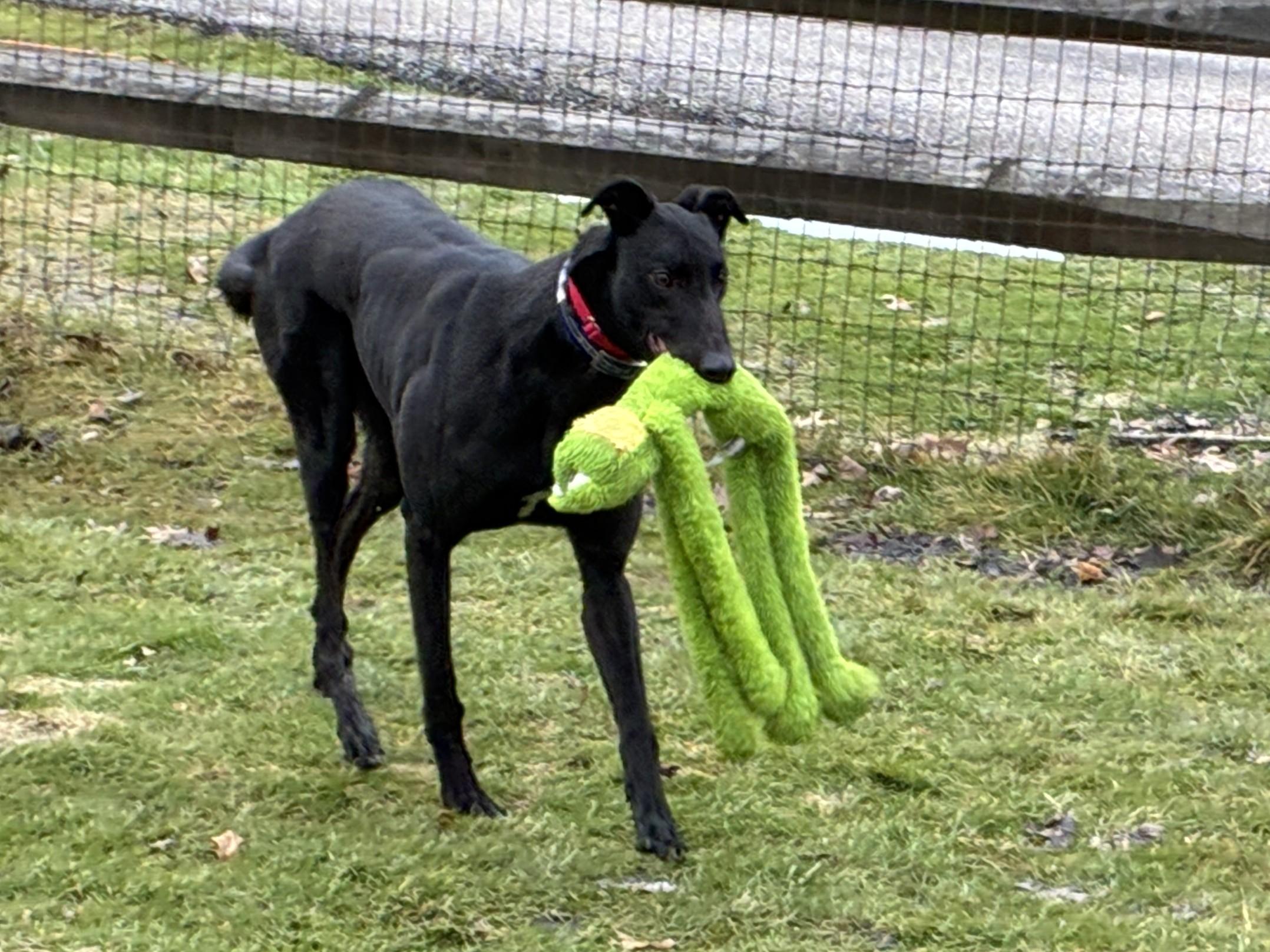 It's My Ship "Captain", a ADOPTABLE Greyhound in Chagrin Falls, OH image 2/5