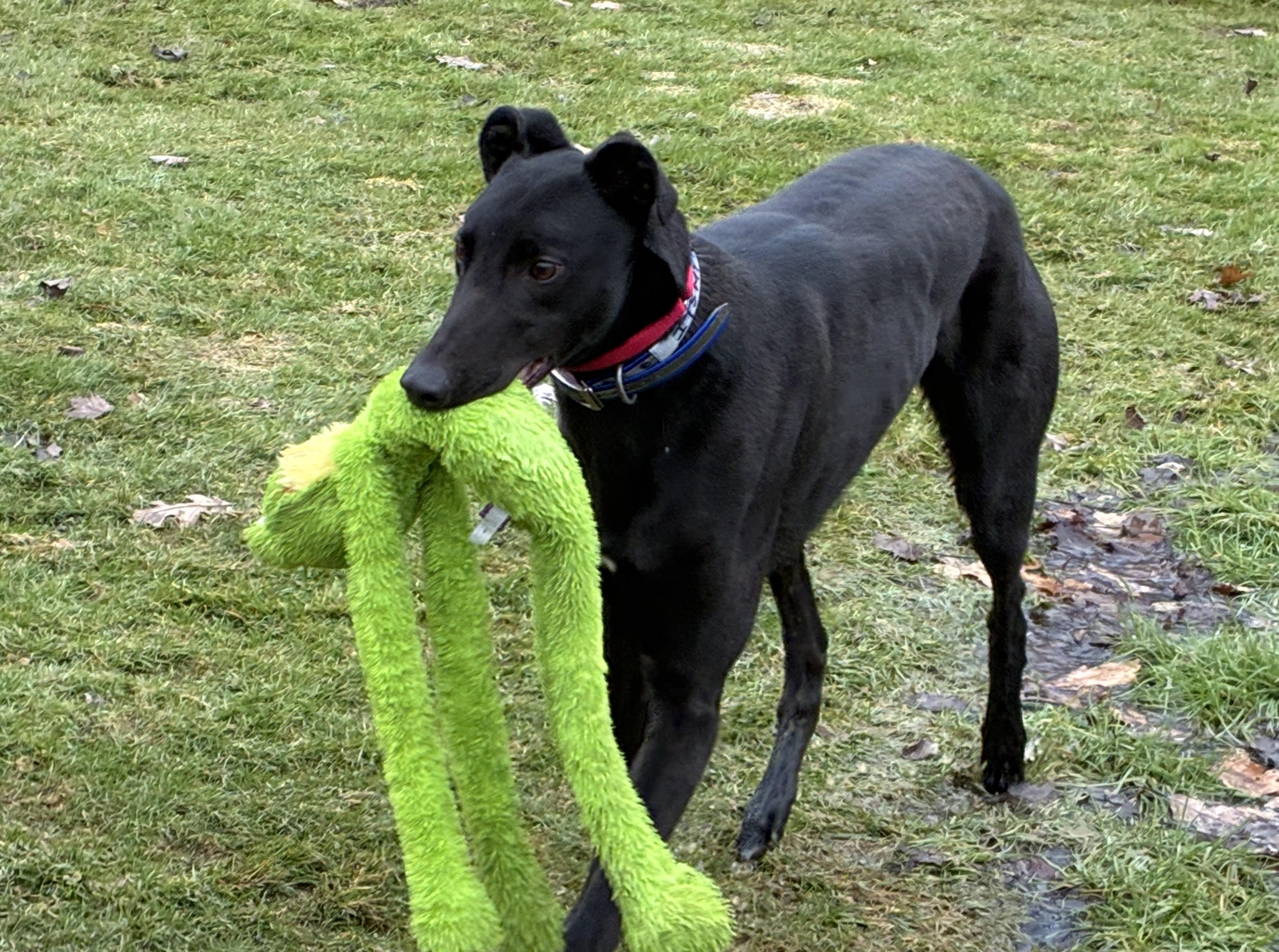 It's My Ship "Captain", a ADOPTABLE Greyhound in Chagrin Falls, OH image 1/5