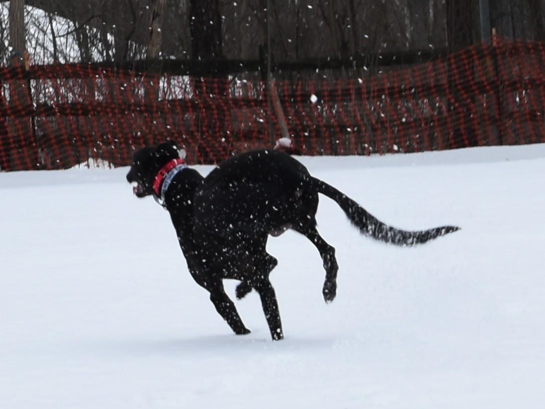 It's My Ship "Captain", a ADOPTABLE Greyhound in Chagrin Falls, OH image 5/5