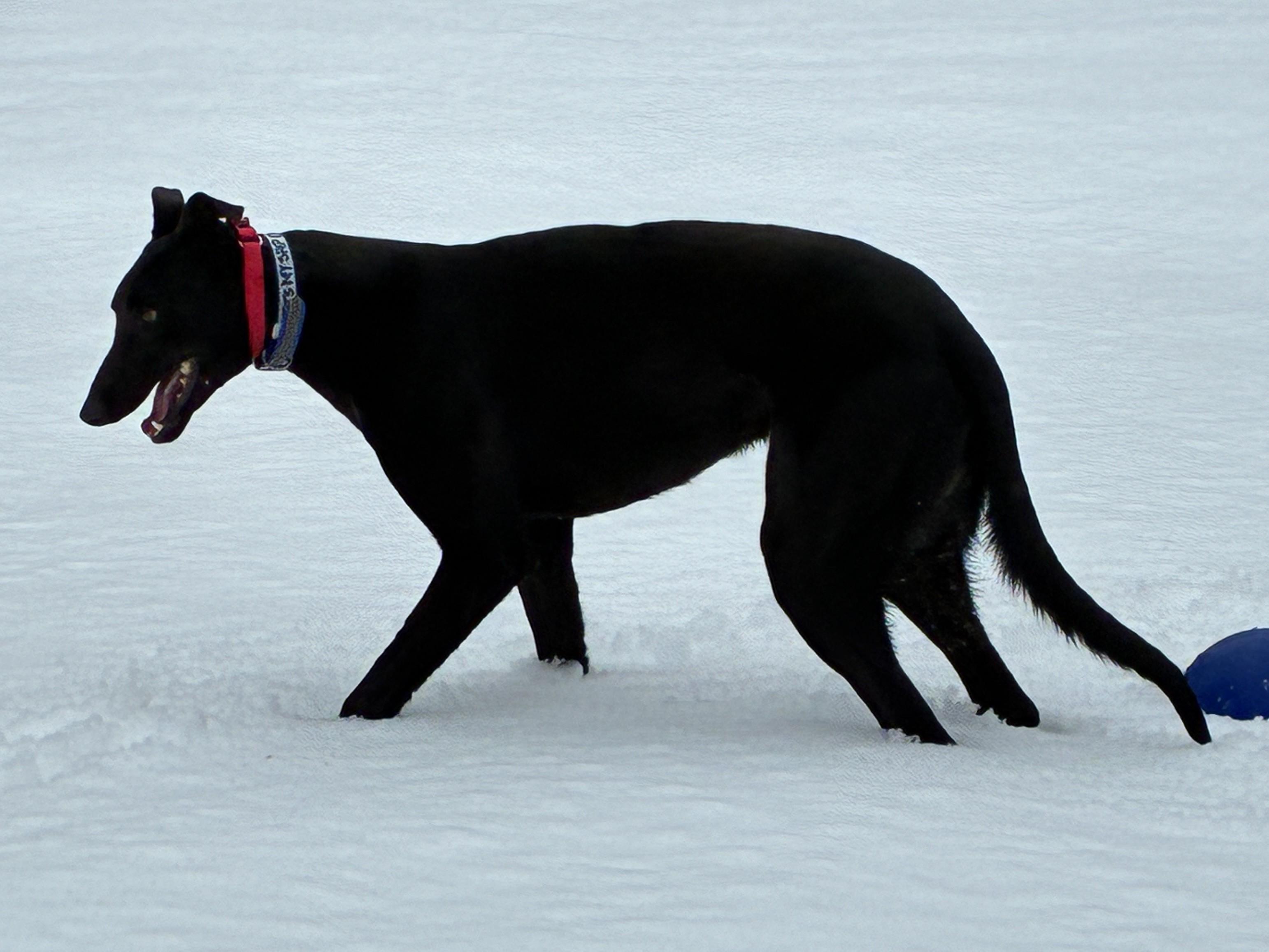 It's My Ship "Captain", a ADOPTABLE Greyhound in Chagrin Falls, OH image 3/5