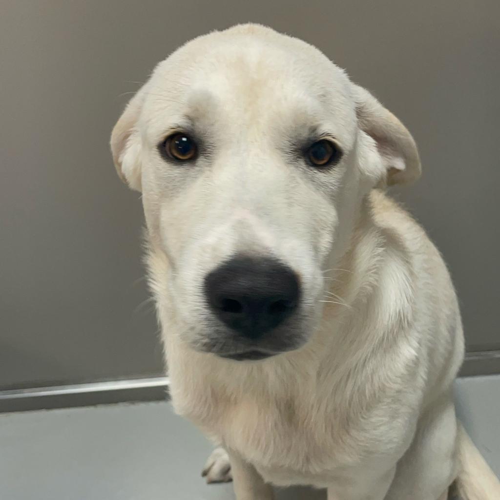 Gracie (Thelma), Adoptable, Adult Female Labrador Retriever & Mixed Breed.