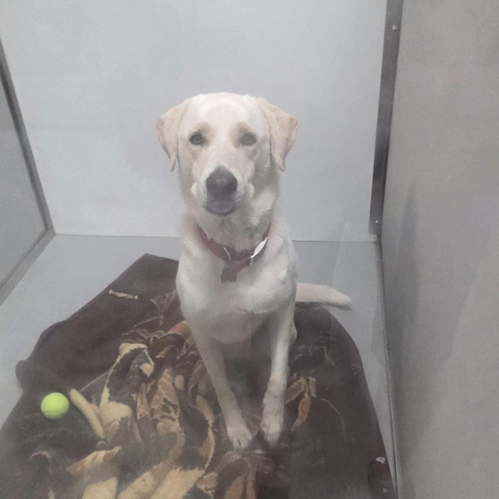 Enlarge Gracie (Thelma), a Adoptable mixed breed in Branson, MO image 2/2