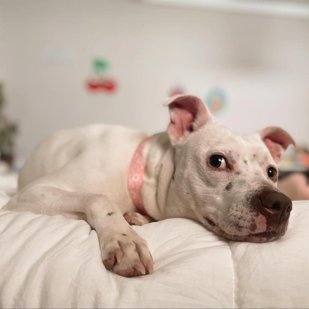 Geode, Adoptable, Adult Female Mixed Breed.