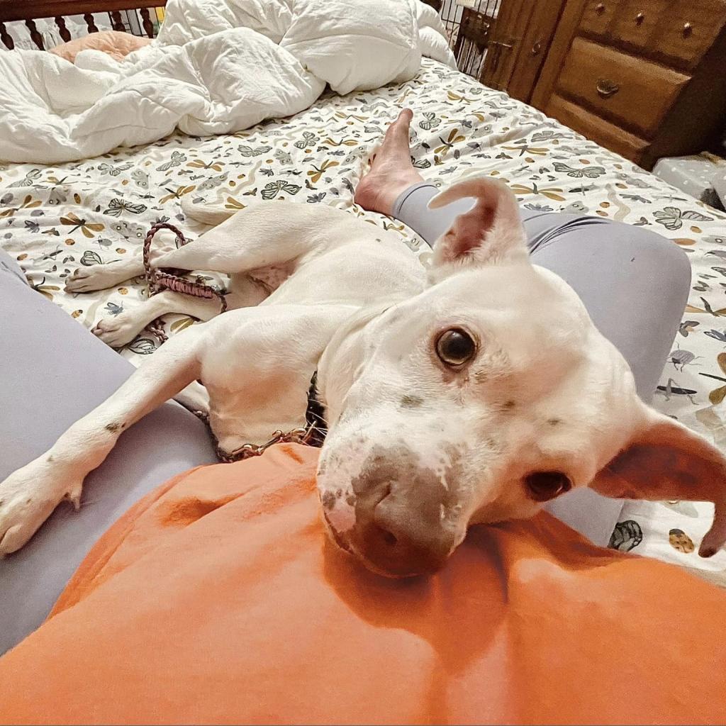 Enlarge Geode, a Adoptable Mixed Breed in Franklin, TN image 2/6